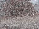 2008-12-07_First_Snow 077